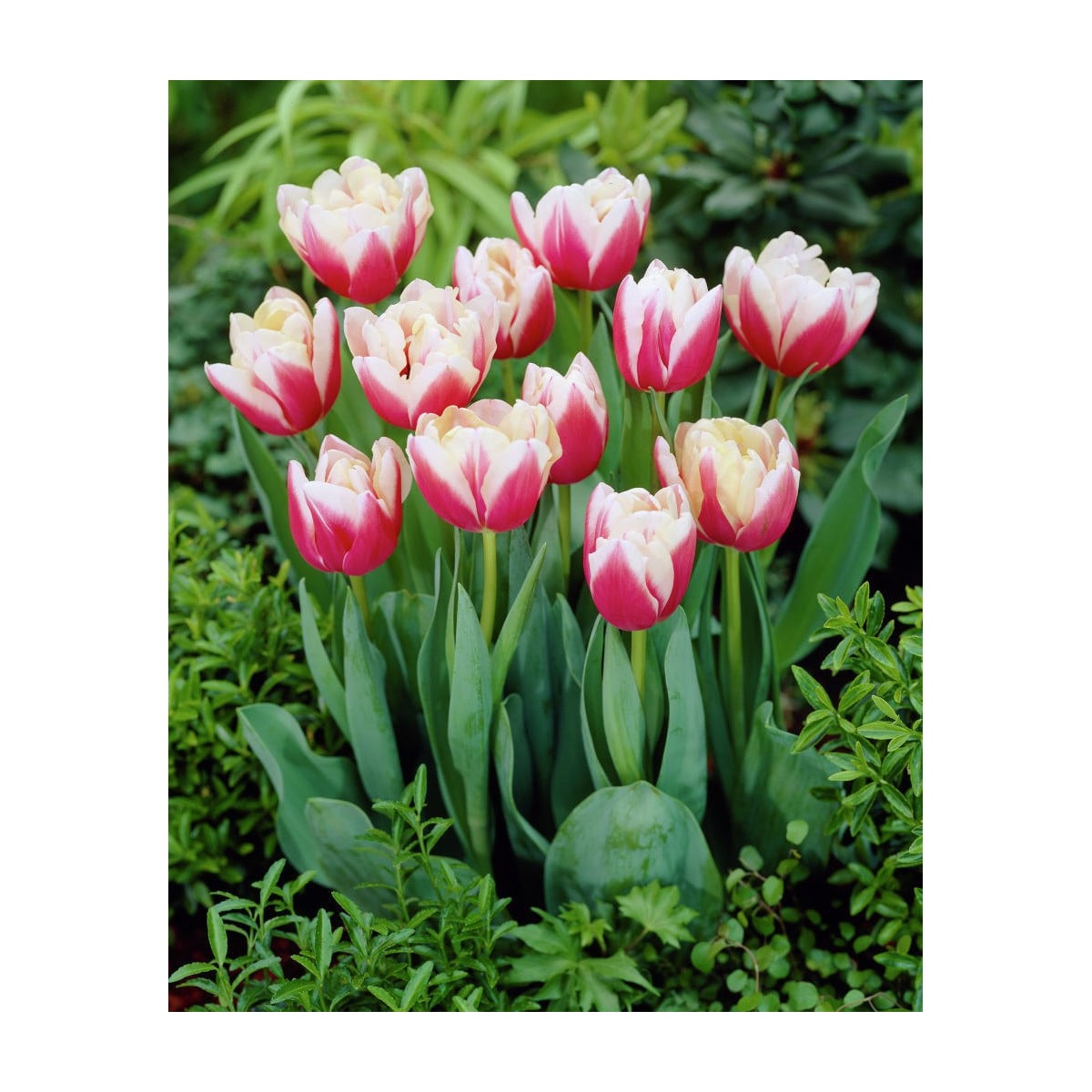 Tulipán Wirosa - Tulipa - cibuľoviny - 3 ks