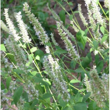 Yzop lekársky biely - Hyssopus officinalis - semená yzopu - 100 ks