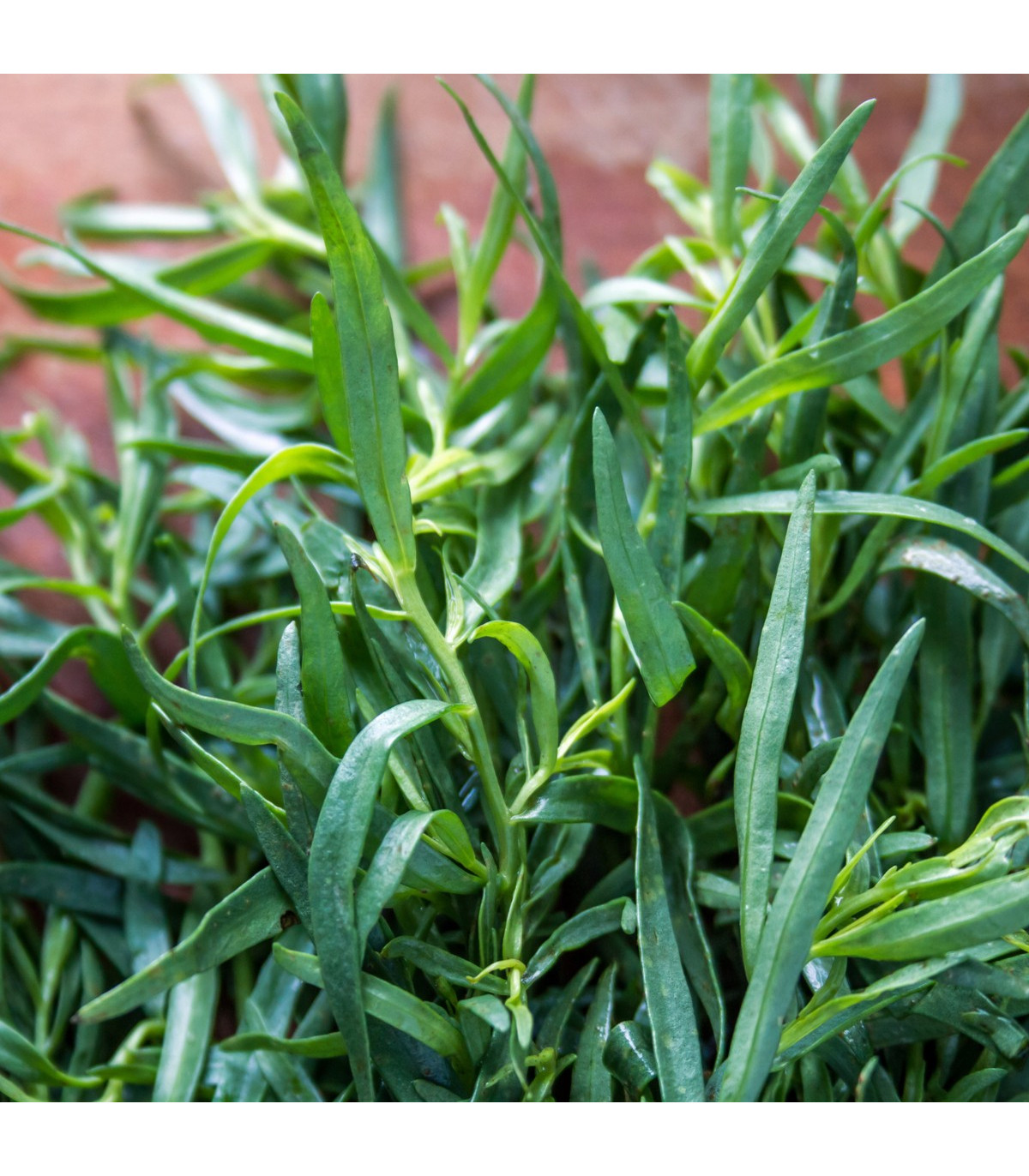 Palina dračia - Artemisia dracunculus - semená paliny - 300 ks