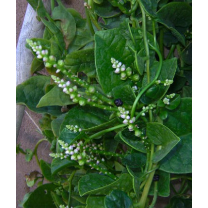 Malabarský špenát - Bazela biela - Basella alba - máloznáma zelenina - 0,5 gr