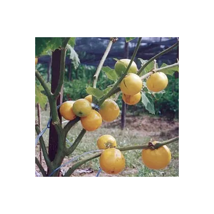 Teron Asam - Solanum lasiocarpum - predaj semien - 5 ks