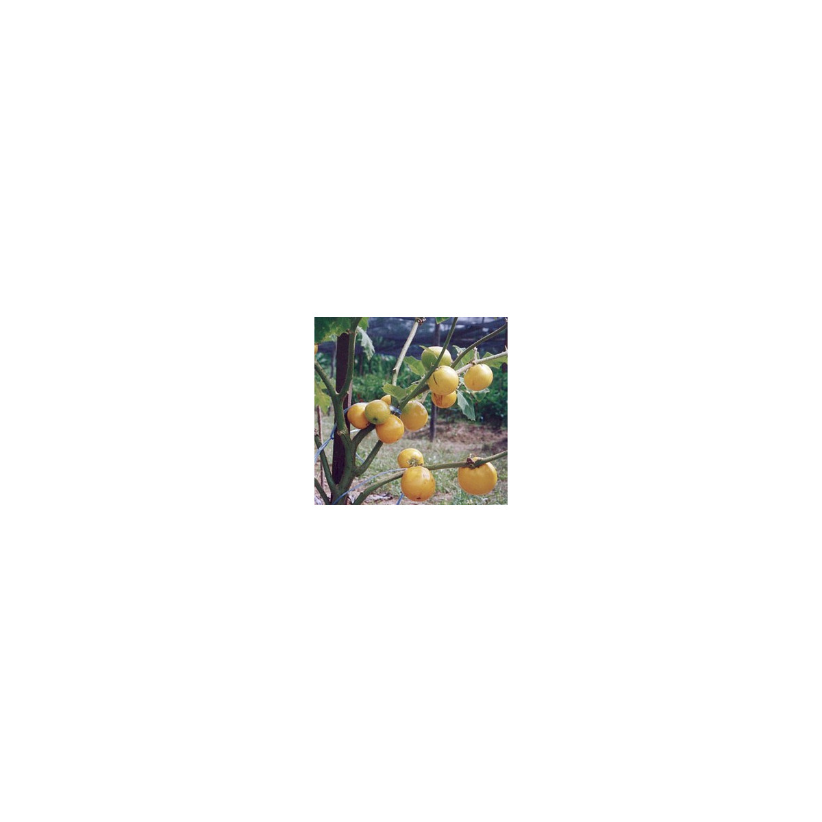 Teron Asam - Solanum lasiocarpum - predaj semien - 5 ks