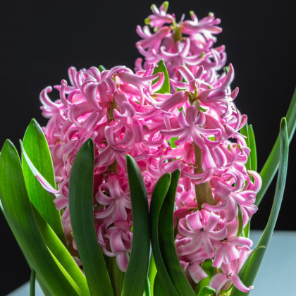 Hyacint ružový Pink Pearl - predaj ružových hyacintov - predaj cibuľovín - hyacinty - 1 ks