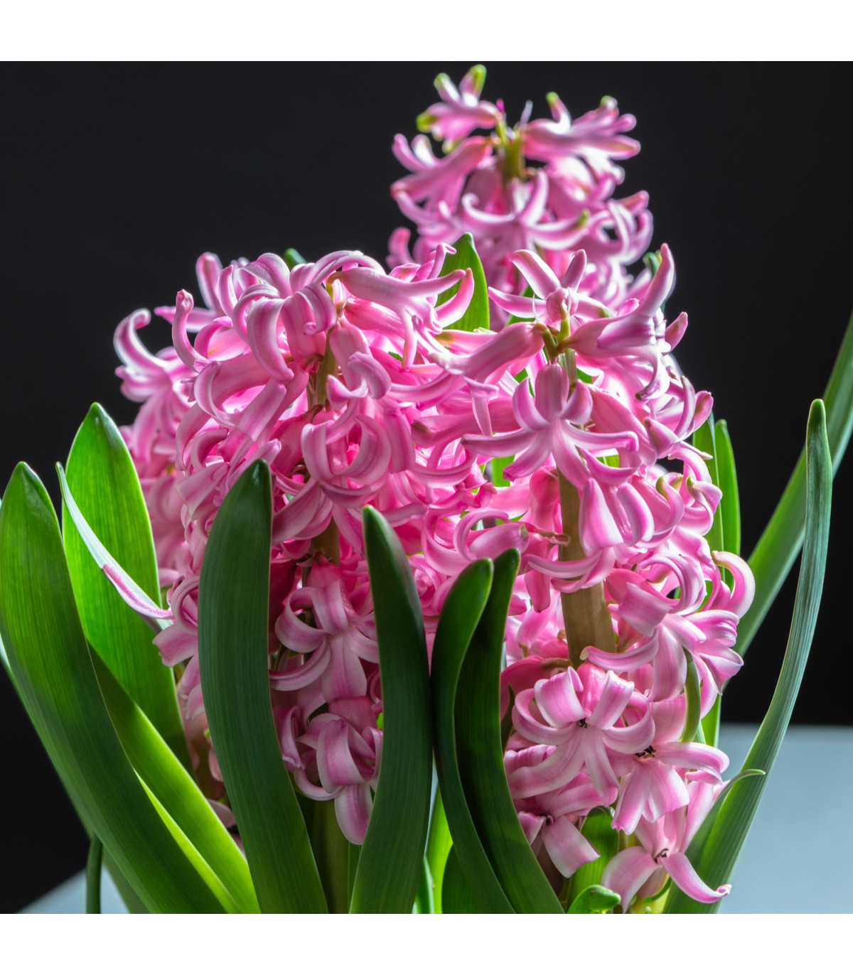 Hyacint ružový Pink Pearl - predaj ružových hyacintov - predaj cibuľovín - hyacinty - 1 ks