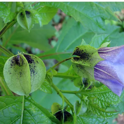 Nikandra - Nicandra physalodes - semená nikandry - 30 ks