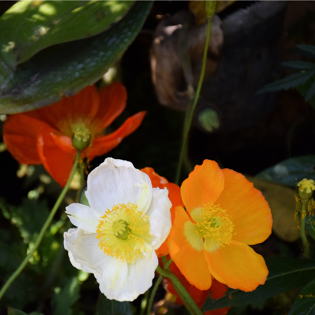 Mak holý Champagne Bubbles - Papaver nudicaule - semená maku - 10 ks