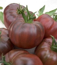 Paradajka kolíková - Black Russian - semená paradajky - pôvodná odroda paradajok - 6 ks