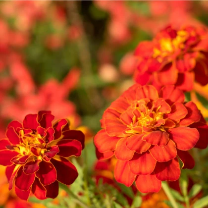 Aksamietnica rozložitá Carmen - Tagetes patula nana - semená Aksamietnice - 0,3 g