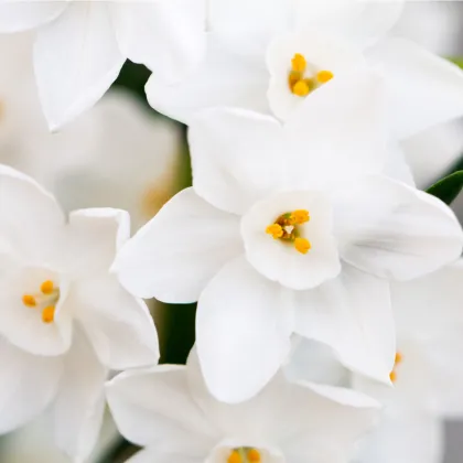 Narcis Rippling Waters - Narcissus L. - cibuľoviny - 3 ks