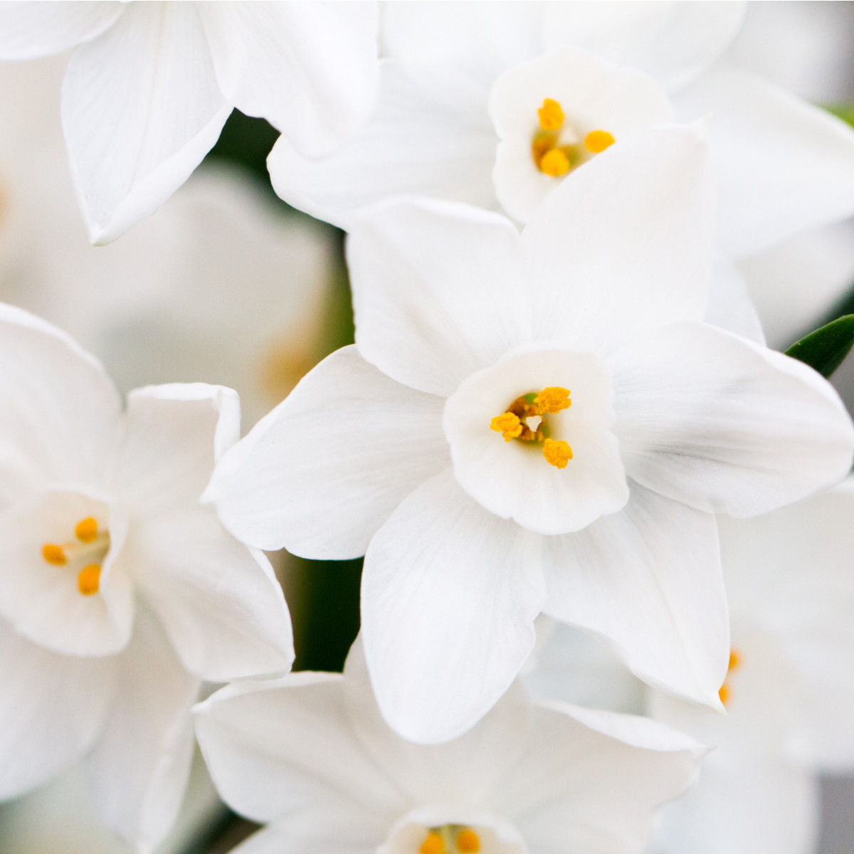 Narcis Rippling Waters - Narcissus L. - cibuľoviny - 3 ks