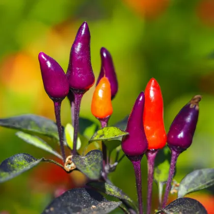 Chilli Purple Tiger - Casicum Annuum - semená - 6 ks