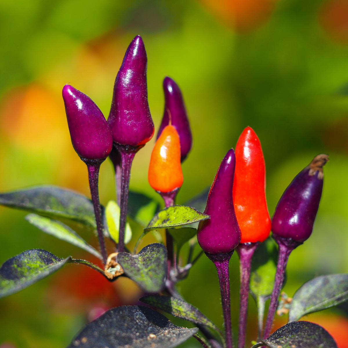 Chilli Purple Tiger - Casicum Annuum - semená - 6 ks