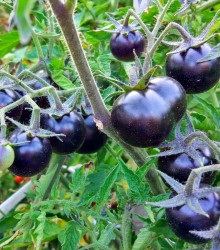 Paradajka kolíková Blueberry - predaj semien rajčín - 6 ks