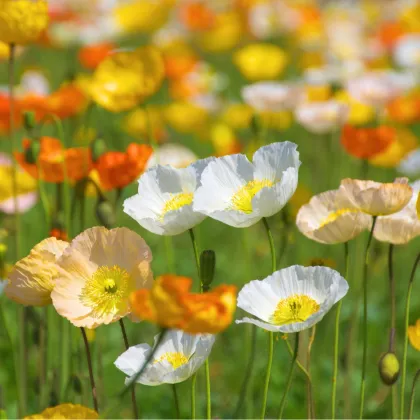 Mak Party fun - Papaver nudicaule - semená - 20 ks
