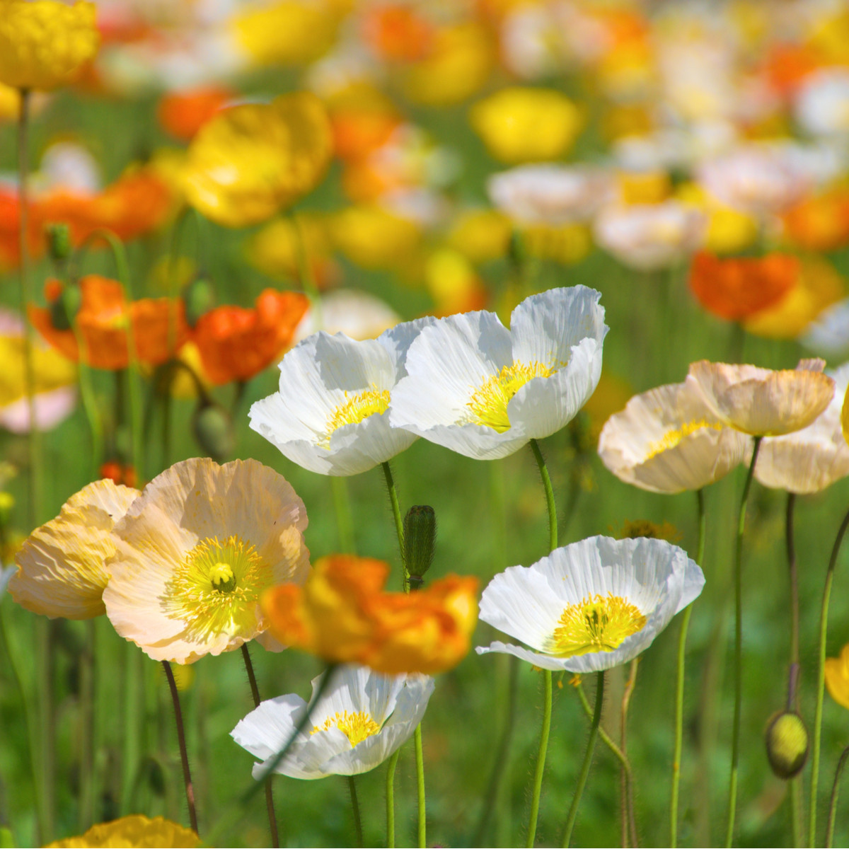 Mak Party fun - Papaver nudicaule - semená - 20 ks