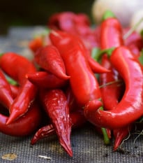 Chilli Kajenské korenie extra tenké - Capsicum Annuum - semená - 7 ks