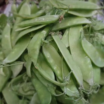 Hrach cukrový Delikata - Pisum sativum - semená hrášku - 12 g