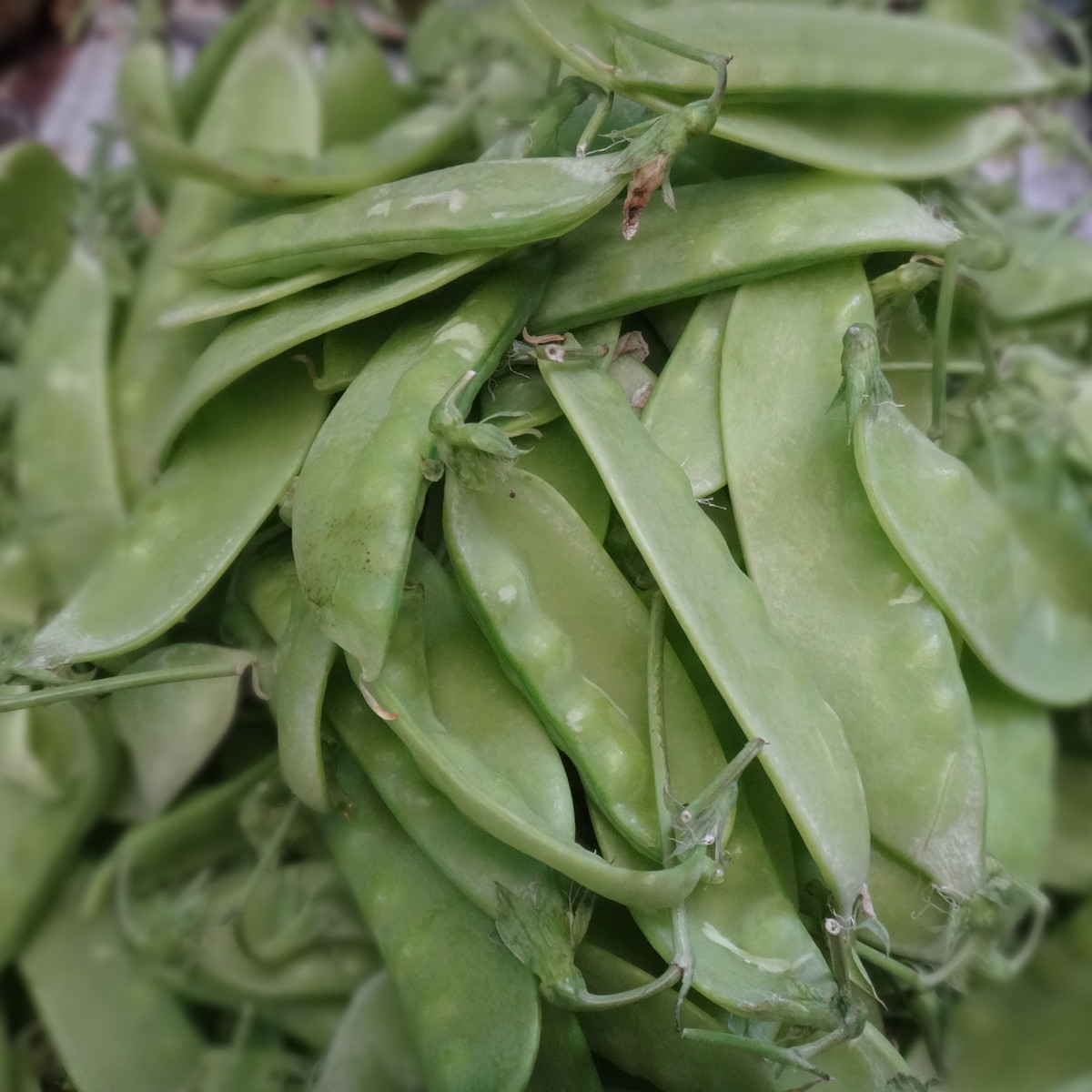 Hrach cukrový Delikata - Pisum sativum - semená hrášku - 12 g
