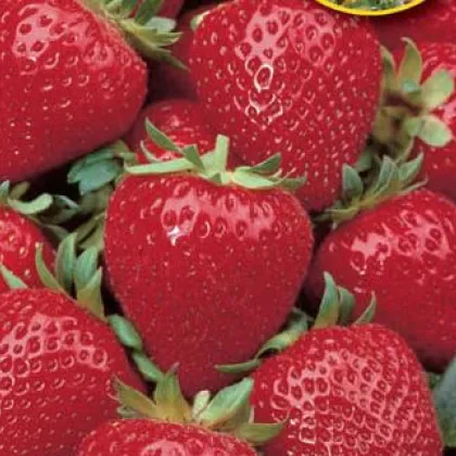 Jahoda veľkoplodá Grandian F1 - Fragaria ananassa - semená jahodníka - 10 ks