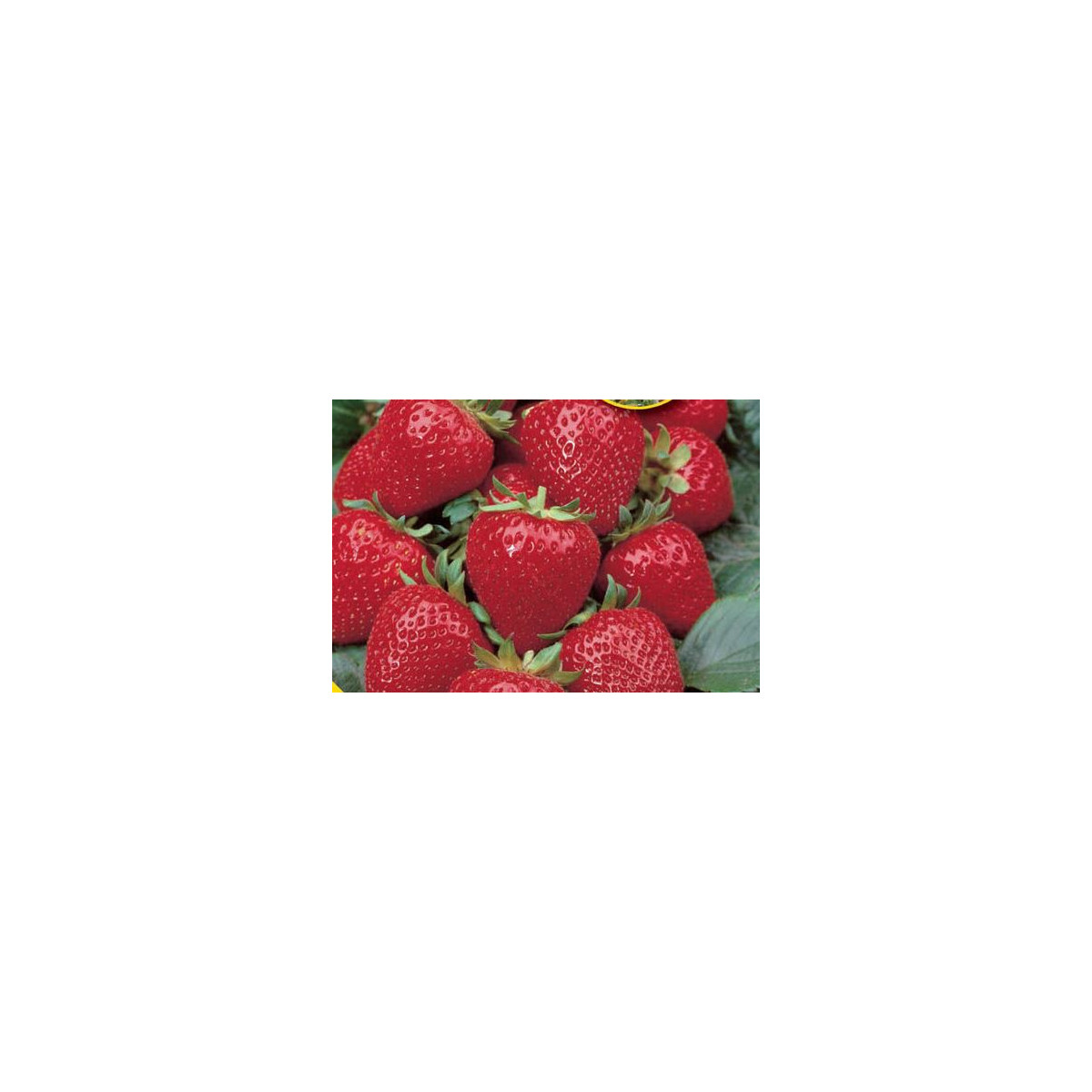 Jahoda veľkoplodá Grandian F1 - Fragaria ananassa - semená jahodníka - 10 ks