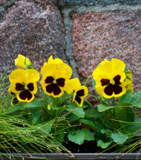 Sirôtka Schweizer Riesen Goldgelb - Viola wittrockiana - semená sirôtky - 200 ks