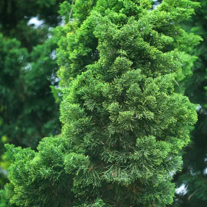 Tuja orientálna - Platycladus orientalis - semená tuje - 20 ks