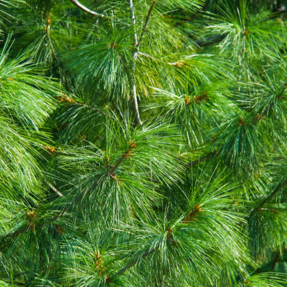 Borovica Roxburghova - Pinus roxburhii - semená borovice - semiačka - 5 ks