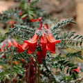 Africká bylina - Lessertia frutescens - semená bylinky - 4 ks