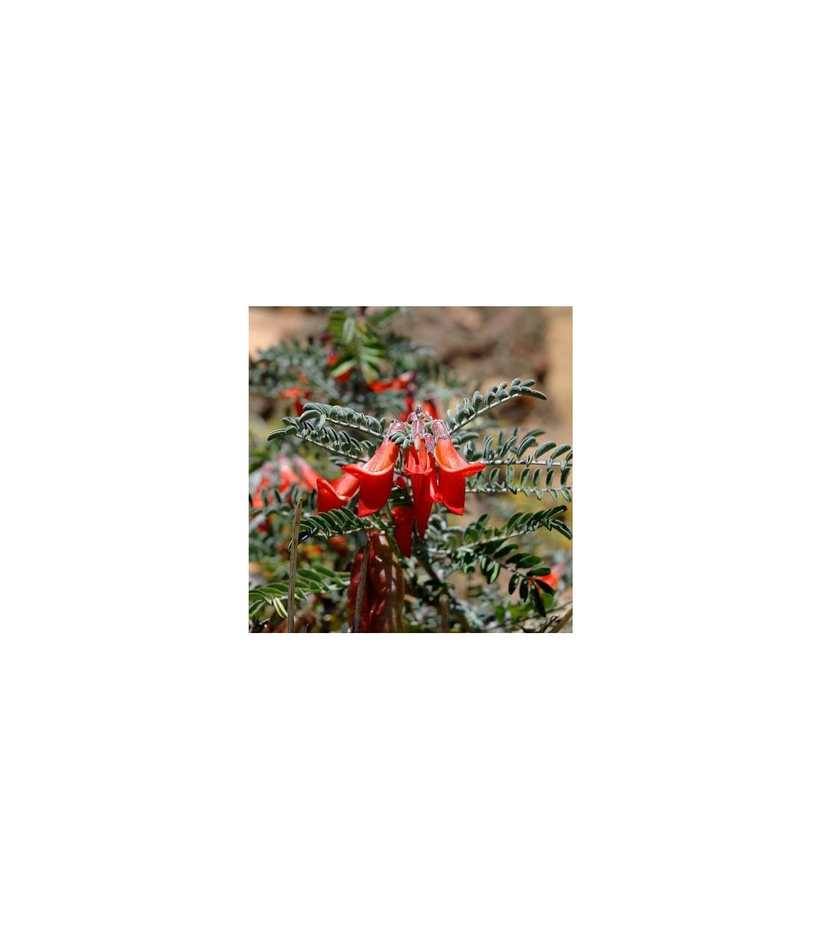 Africká bylina - Sutherlandia frutescens - semená bylinky - 4 ks