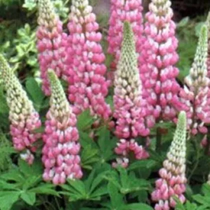 Lupina mnoholistá Chatelaine - Lupinus polyphyllus - semená - 30 ks