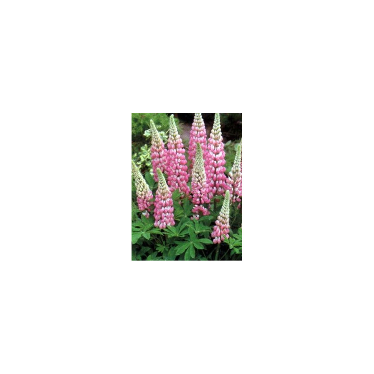 Lupina mnoholistá Chatelaine - Lupinus polyphyllus - semená - 30 ks