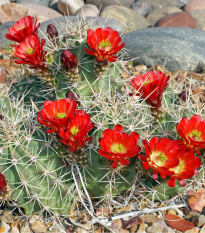 Kaktus Kingcup - Echinocereus triglochidiatus - semená kaktusu - 8 ks