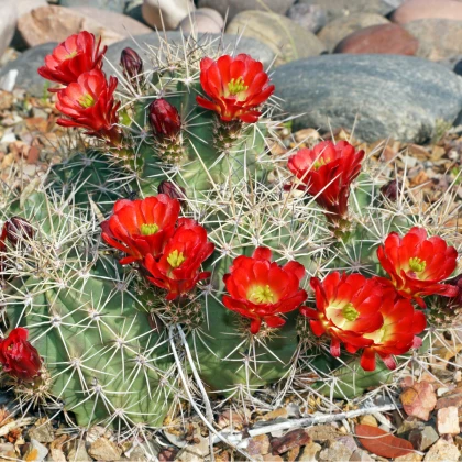 Kaktus Kingcup - Echinocereus triglochidiatus - semená kaktusu - 8 ks