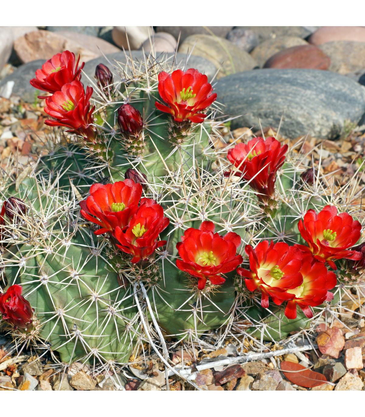 Kaktus Kingcup - Echinocereus triglochidiatus - semená kaktusu - 8 ks