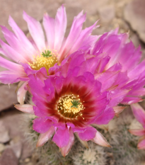 Kaktus Čipkovaný ježko - Echinocereus reichenbachii - semená kaktusa - 8 ks