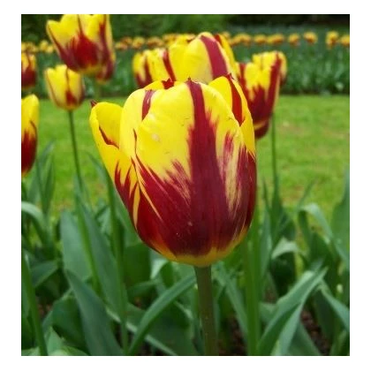 Tulipán Helmar - Tulipa - cibuľoviny - 3 ks
