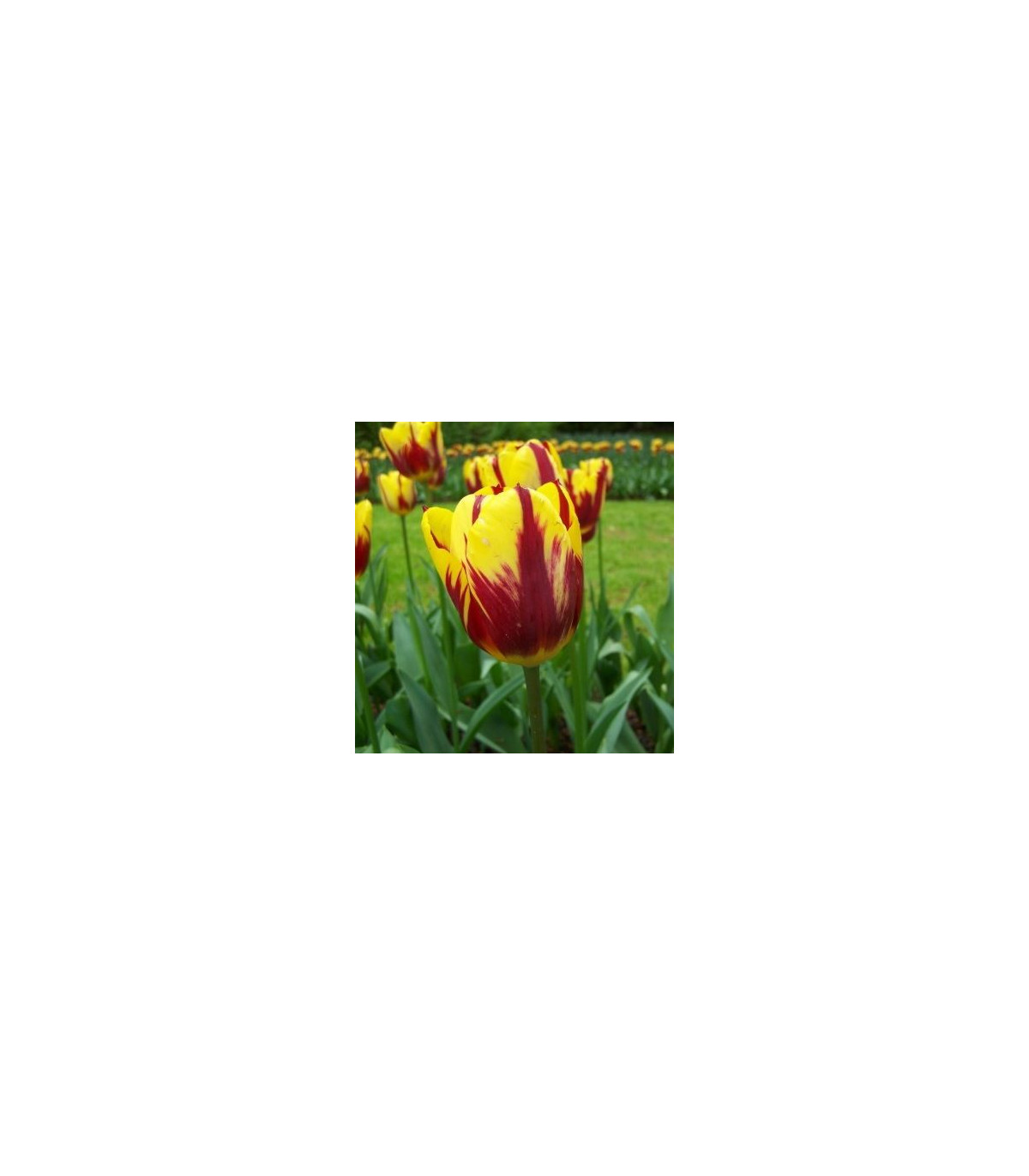 Tulipán Helmar - Tulipa - cibuľoviny - 3 ks