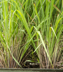 Citrónová tráva - Cymbopogon citratus - semená citrónovej trávy - 20 ks