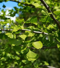 Ginko dvojlaločné - Ginkgo Biloba - semená ginka - 2 ks