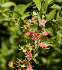 Hena - Lawsonia inermis - semená heny - 4 ks