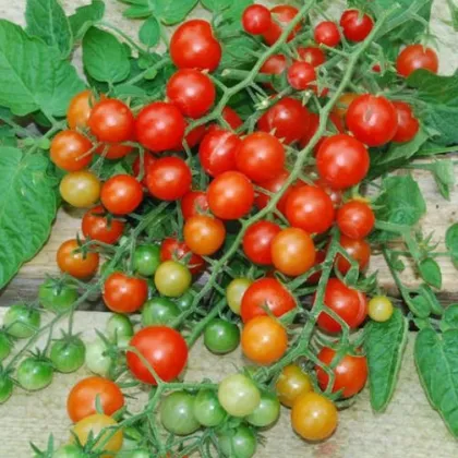Divoké paradajky - Solnum pimpinellifolium - semená paradajky - 6 ks