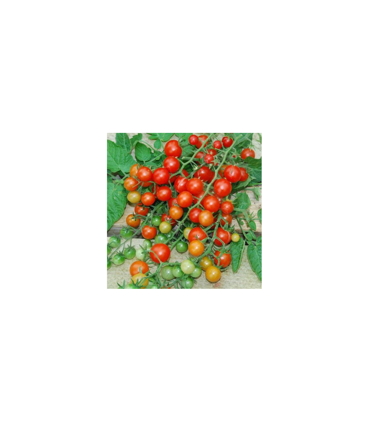 Divoké paradajky - Solnum pimpinellifolium - semená paradajky - 6 ks