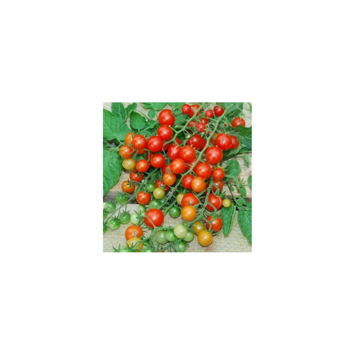 Divoké paradajky - Solnum pimpinellifolium - semená paradajky - 6 ks