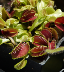 Mucholapka podivná - Dionaea muscipula - semená mucholapky - 10 ks