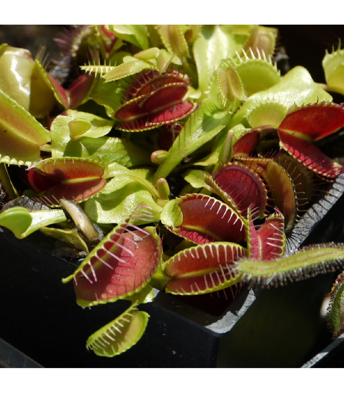 Mucholapka podivná - Dionaea muscipula - semená mucholapky - 10 ks