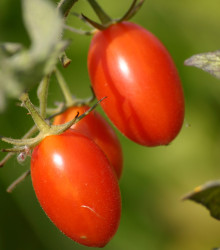 Rajčiak kríčkový Roma - semená rajčiaka - semiačka - 0,2 gr