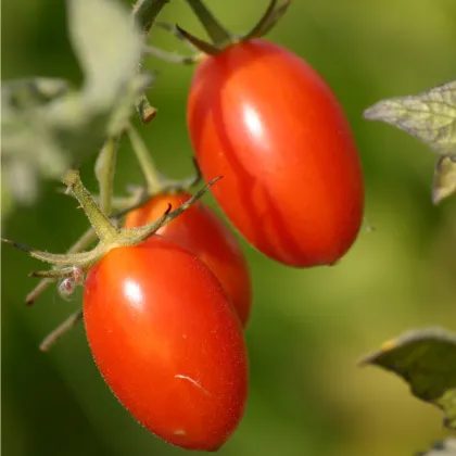 Paradajka Roma - Solanum lycopersicum - semená paradajky - 35 ks