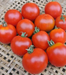 Rajčiak kolíkový Sláva Porýní - semená paradajok - 50 ks