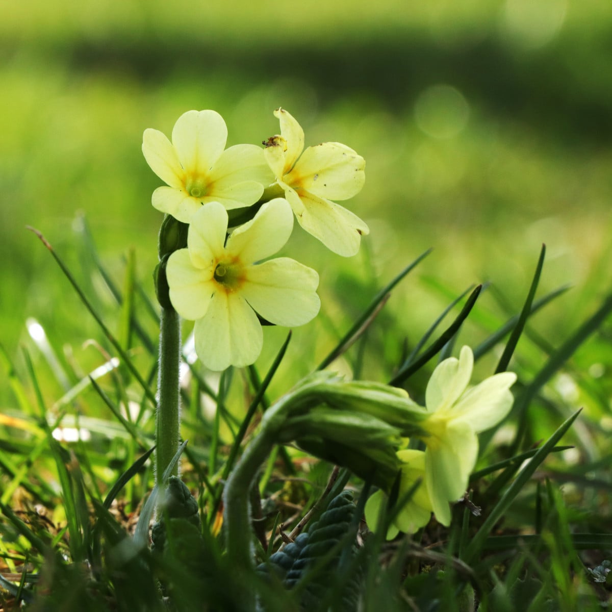 Prvosienka vyššia Oxlip - Primula elatior - semená - 20 ks