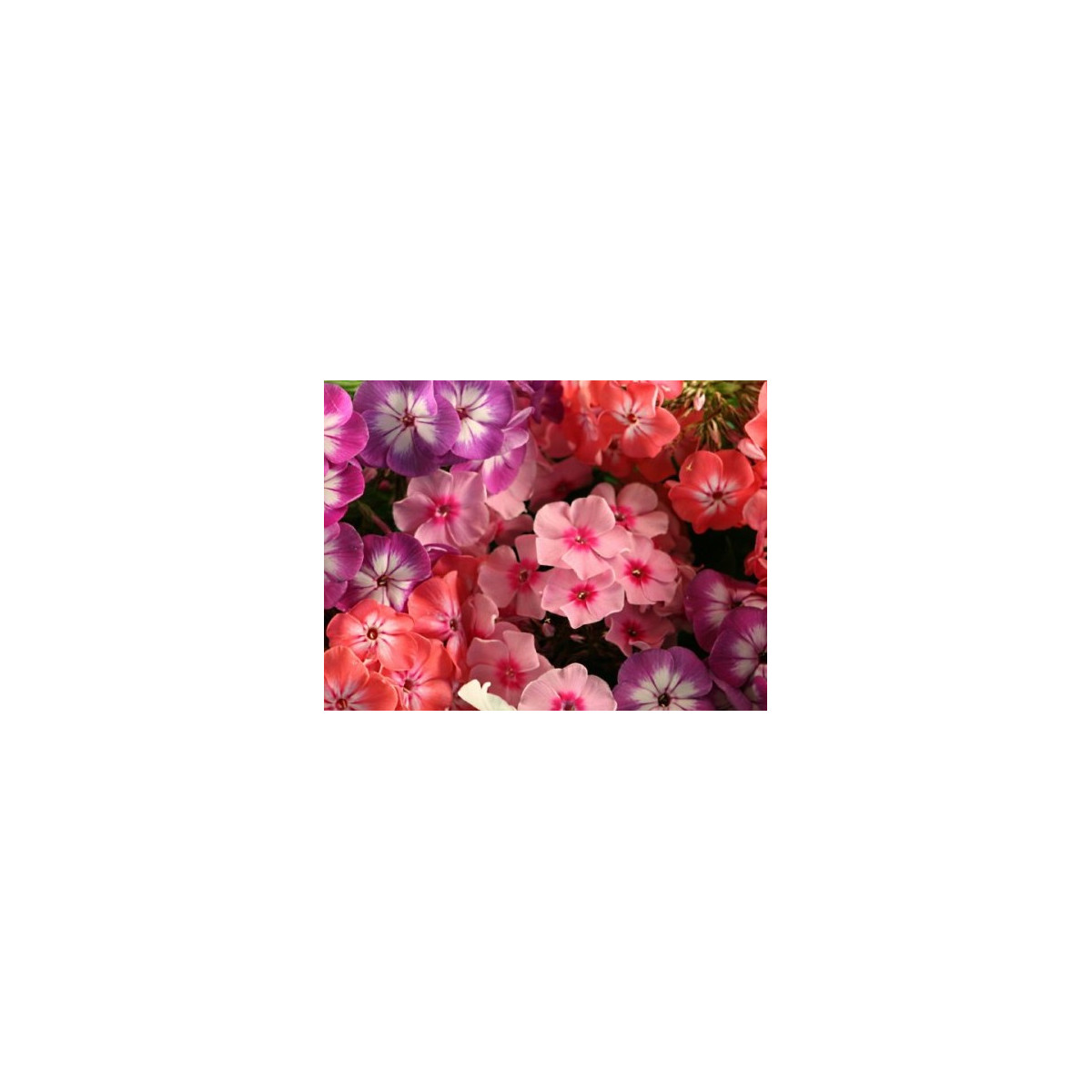 Flox Drummondov vysoký - Phlox drum. - semená floxu - 0,2 g